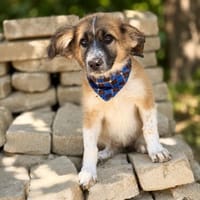 Tinka (Tavaszka) -Kleine Tinka sucht ihr großes Glück, Hündin zur Adoption