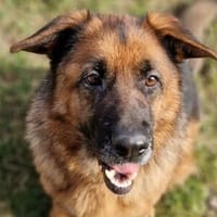 Wundervolle MARINA, Hündin zur Adoption