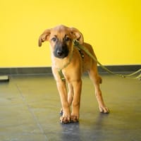 Unser kleiner Wirbelwuínd Sancho sucht nach seinen Menschen, Hund zur Adoption