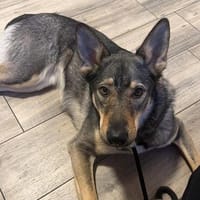 Elsa sucht ihr zu Hause, Hündin zur Adoption