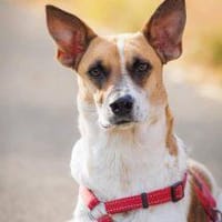Malibu ist ein zartes Seelchen 🐾, Hündin zur Adoption