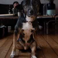 Elian - Toller Herzenshund sucht Zuhause, Hund zur Adoption