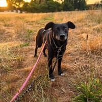 Elsa 9 Jahre 40 cm, Hündin zur Adoption