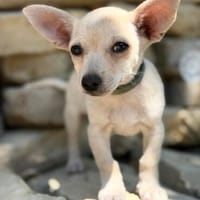 Peanut (Pepsi) -Kleiner Peanut sucht großes Familienglück, Hund zur Adoption