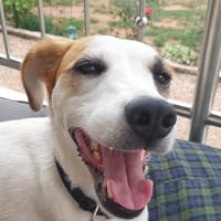 Notfall  Miki! Ein  ❤ auf drei Pfoten, Hund zur Adoption