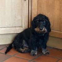 Anton sucht ein ruhiges Zuhause, Hund zur Adoption