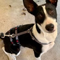Marlo, menschenbezogen, lernwillig, freundlich, Hund zur Adoption