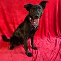 Jacky- Schwarze aktive Schönheit, Hund zur Adoption