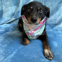 Matyi -Kleinbleibende, gebrochene Seele, Hund zur Adoption