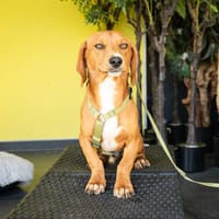 Unser Herzensbube Bando sucht seine Familie fürs Leben, Hund zur Adoption