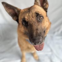 Gyula-Großer Schmusebär sucht sein Glück, Hund zur Adoption