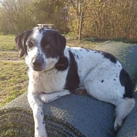 REZ 💙💙💙 mit ruhigen Wesen und ausgeglichen, Hund zur Adoption