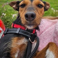 Heidi eine kleine Persönlichkeit, Hündin zur Adoption