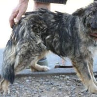 Betsy - kinderliebe Familienhündin, Hündin zur Adoption