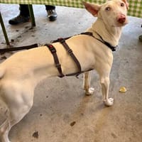 Bombon, lernwillig, freundlich, verspielt, Hund zur Adoption
