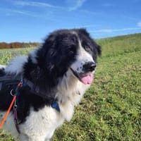Da Vinci - der Imposante, Hund zur Adoption