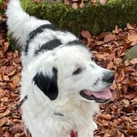 Sparky Boy sucht ruhige Menschen, Hund zur Adoption