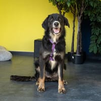 Unsere liebe Elmina sucht ein Zuhause, Hündin zur Adoption