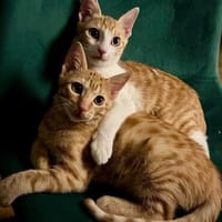 Süße kleine Katzen  Turron & Mango, Kater zur Adoption