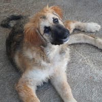 Verhelfen Sie Shila zu ihrem Glück?, Hündin zur Adoption