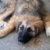 Lilù wünscht sich eigene Familie, Hündin zur Adoption
