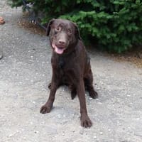 Toby ❤, Hund zur Adoption