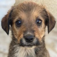 Woody, geb. ca. 02/2026, 87763 Lautrach, Hund zur Adoption
