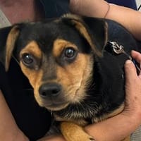 Nugget💕wartet in Hannover auf seine Familie, Hund zur Adoption