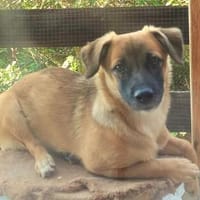 Mira💕lebensfrohe junge Hündin wartet in Köln, Hündin zur Adoption
