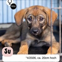 Süße SU sucht ihre Menschen, Hündin zur Adoption