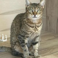 Seniorin IDA sucht Zuhause, Katze zur Adoption