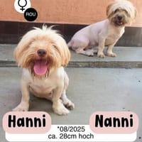 Fröhliche NANNI möchte ankommen, Hündin zur Adoption