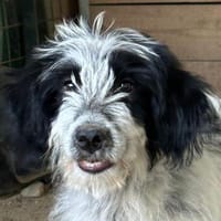 Winifred, geb. ca. 02/2026, 87763 Lautrach, Hündin zur Adoption