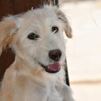 Liebenswerte Susanna sucht Zuhause, Hündin zur Adoption