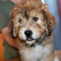 Bezaubernde Ila sucht Zuhause, Hündin zur Adoption