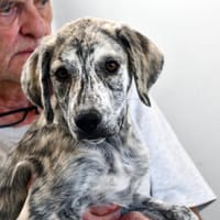 Orff freut sich auf Sie!, Hund zur Adoption