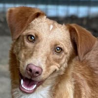 Novis, geb. ca. 09/2025, 33142 Büren-Wewelsburg, Hund zur Adoption