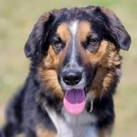 Goofy möchte endlich ankommen, Hund zur Adoption