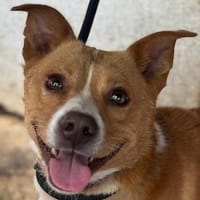 Murgo, geb. ca. 06/2023, 48565 Steinfurt, Hund zur Adoption
