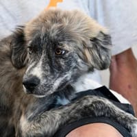 Möchten Sie Ostia adoptieren?, Hündin zur Adoption