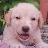 Fluffy-Boo, geb. ca. 04/2026, 44651 Herne, Hund zur Adoption
