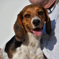 Flora sucht ein liebevolles Zuhause, Hündin zur Adoption