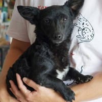 Minnie ❤, Hündin zur Adoption