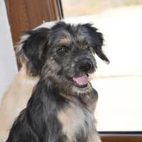 Hübscher Serse sucht Zuhause, Hund zur Adoption