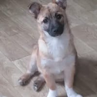 Samira - im Herzen gross, Hündin zur Adoption