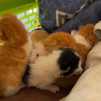 MARLEY, chatte à adopter