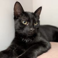 BAGHEERA, chatte à adopter
