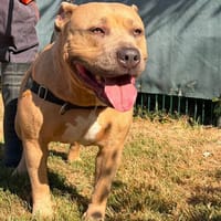 TAHINA, chienne à adopter