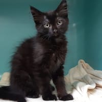 Marmoset, chatte à adopter