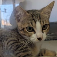 Naru, chat à adopter
